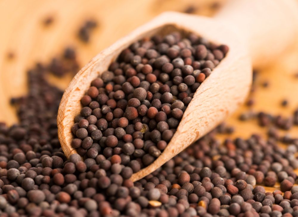 Black Mustard